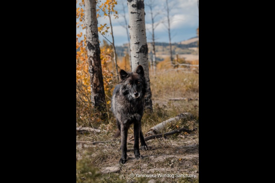 Akela, one of the latest rescues at the Yamnuska Wolfdog Sancuary.
