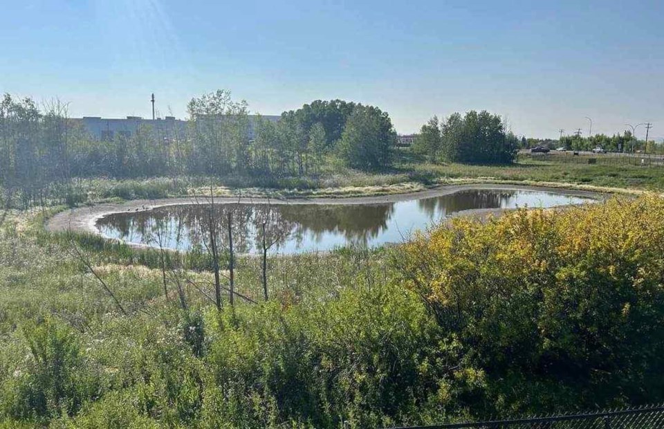 wetland80