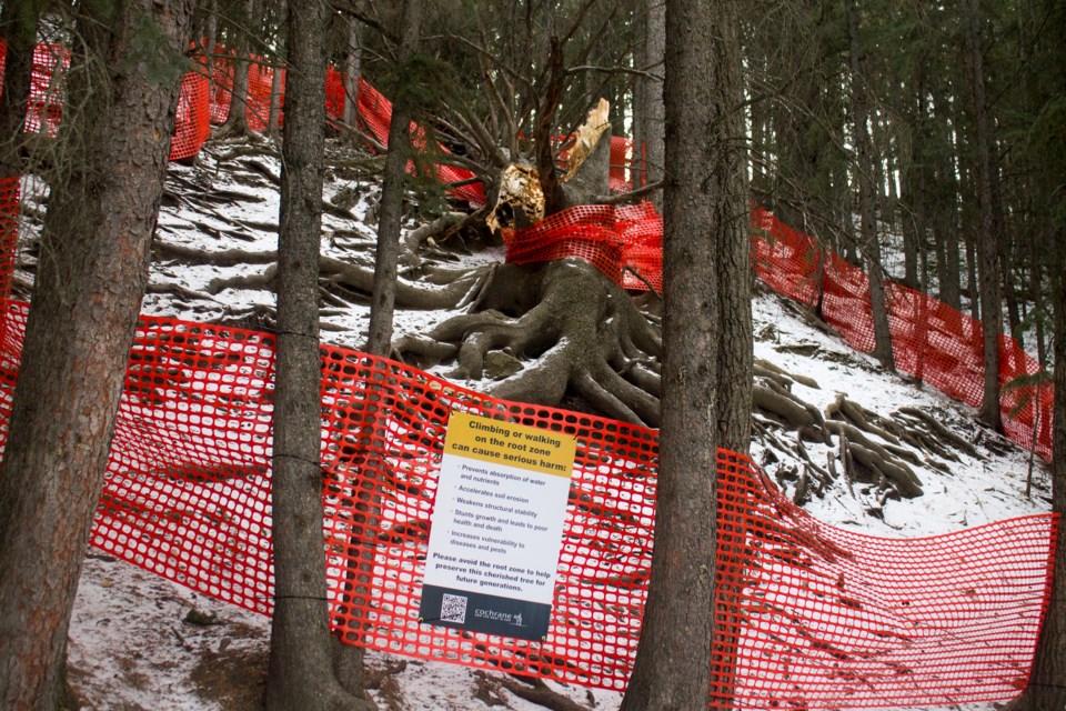 Fallen heritage. Old Grandfather Tree uprooted in overnight storm.