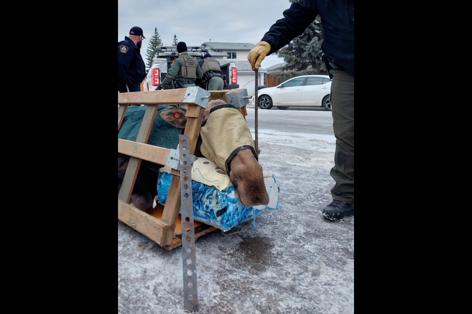 Fish and Wildlife officers tranquilzed and moved a 500-lb cow moose in Cochrane Sunday morning.