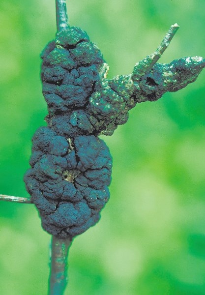 Black knot tree fungus.