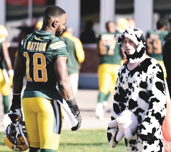 Alex Saretsky, a.k.a. The World&#8217;s Fastest Cow, trades words with the Edmonton Eskimos&#8217; slotback Cory Watson during a Canadian Football League (CFL) pre-season