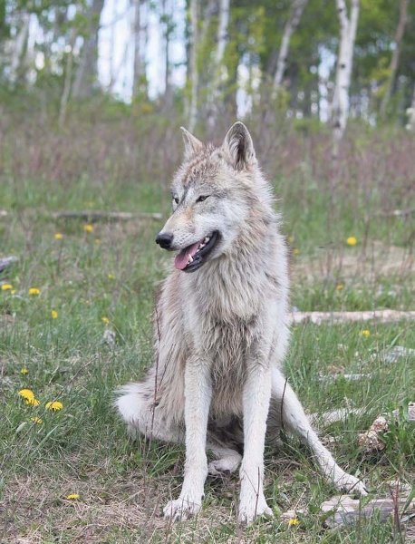 what happened to the wolf dog on heartland