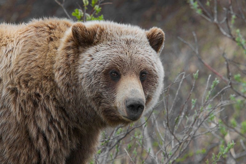 As bears begin to wake, students are taught to be bear aware at Cochrane High School.