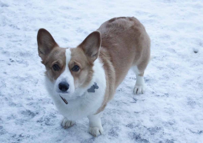 Angie, a Pembroke Welsh Corgi, sports her registration on her collar.