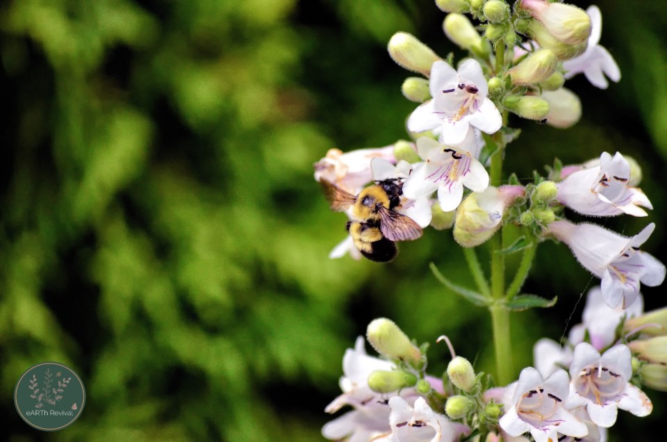 Foxglove beardtongue (1)