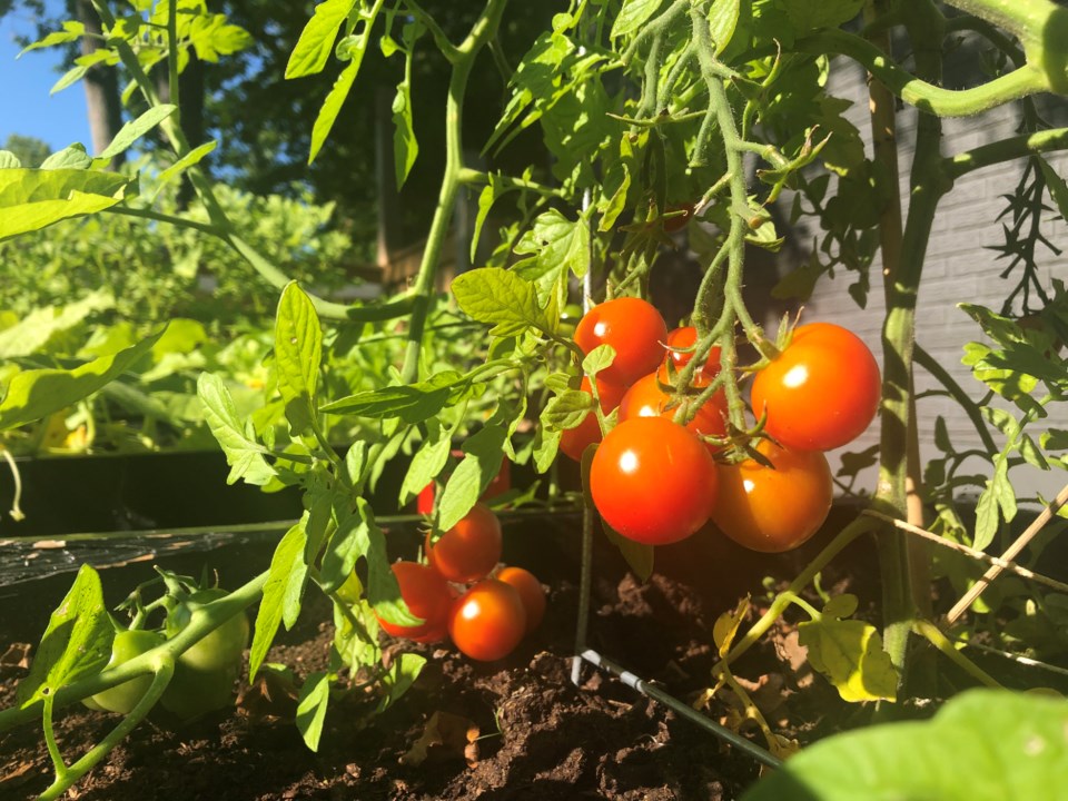 Tomato plant