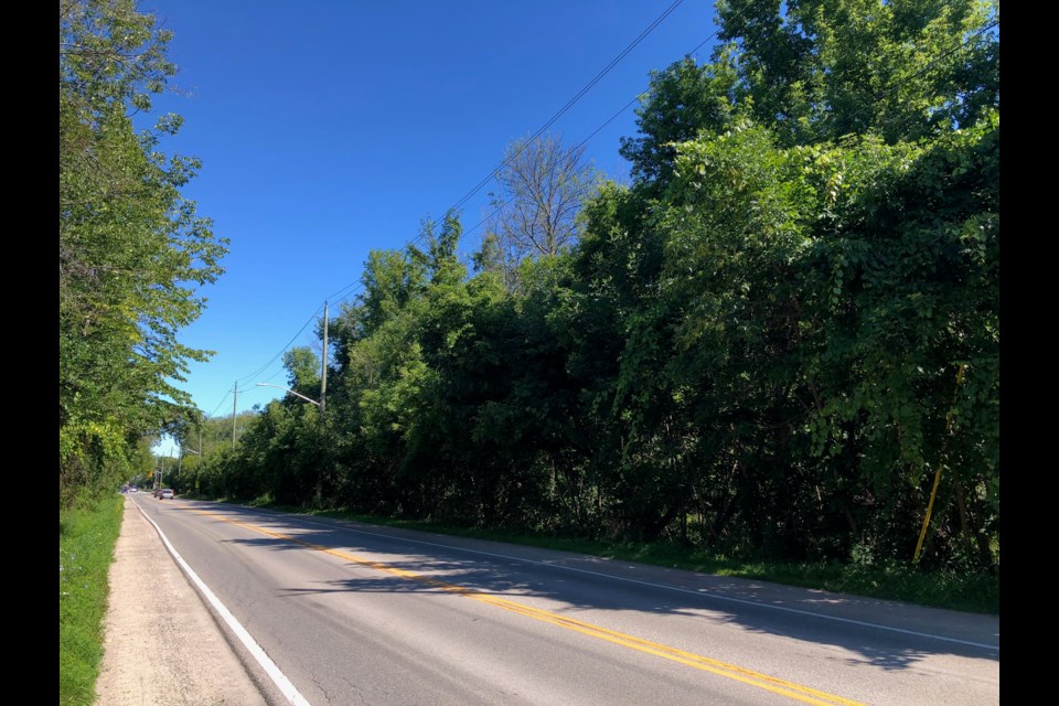 The wooded area off High Street is the site of the proposed Trails of Collingwood development. It was formerly an apple orchard.