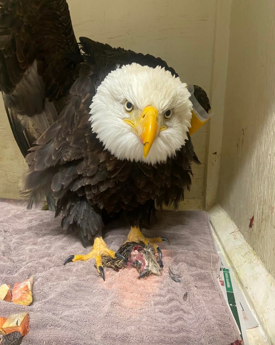 Bald Eagle from Haida Gwaii lead poisoned in November