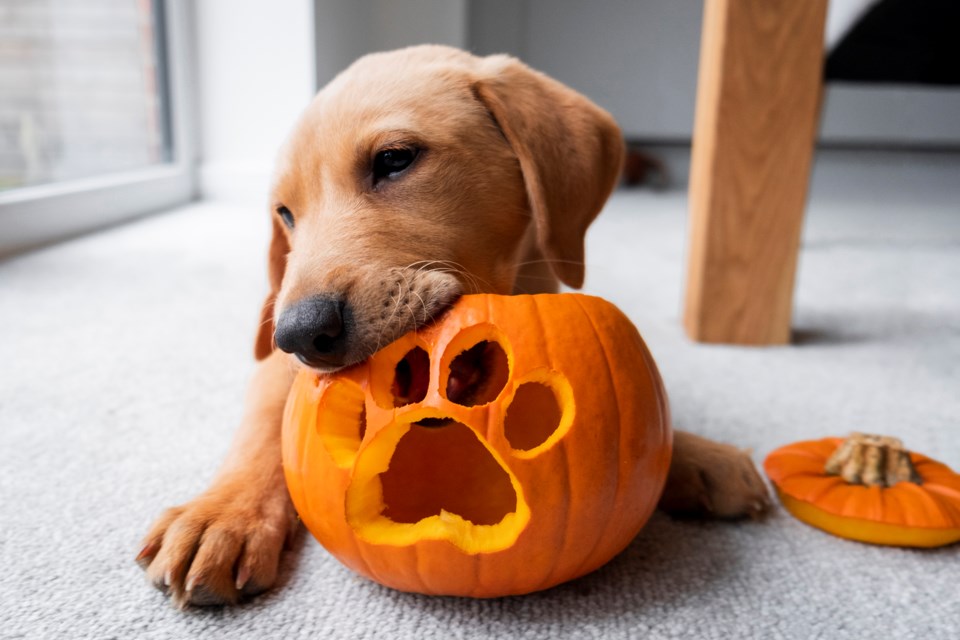 Halloween and pets