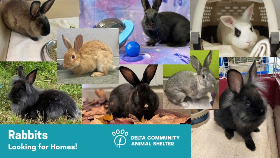 Rabbits at animal shelter