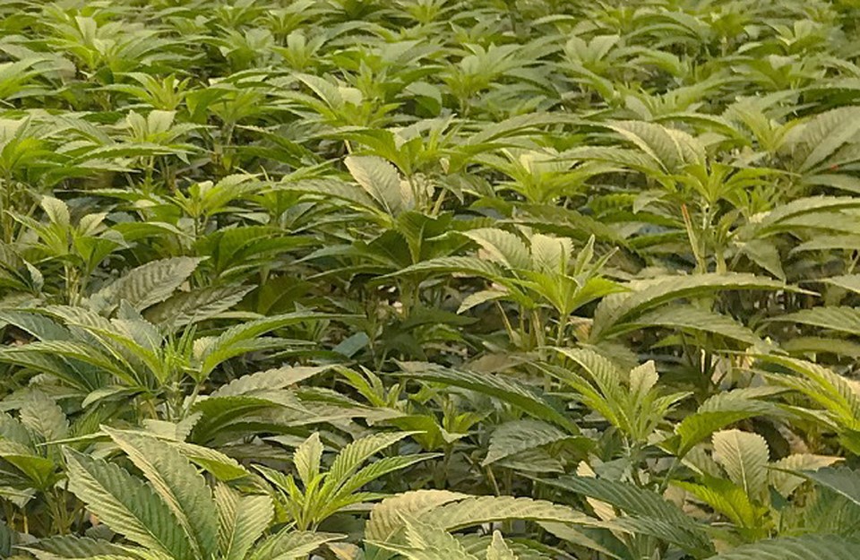 delta bc cannabis grower