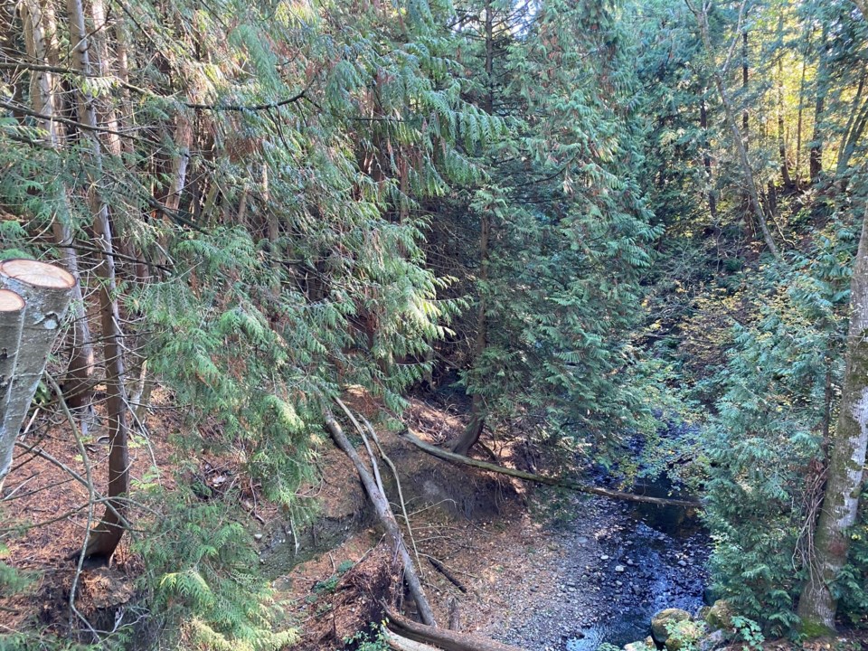 cougar-creek-restoration-delta-bc-delta-optimist-photo