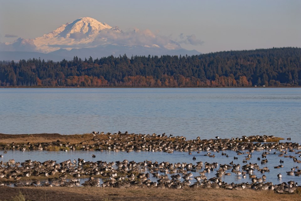 Migrations in Boundary Bay was the grand prize winner from Melissa Alves.