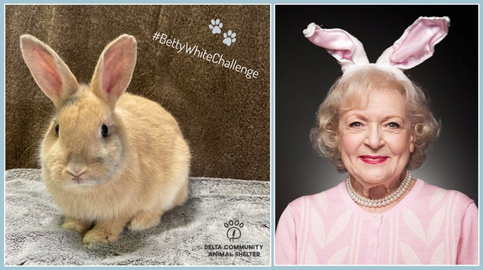 Delta Community Animal Shelter Betty White challenge