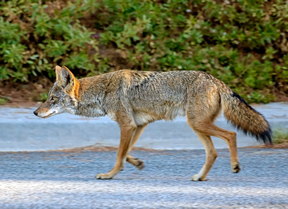 What you should do if you happen to come across a coyote - Delta Optimist