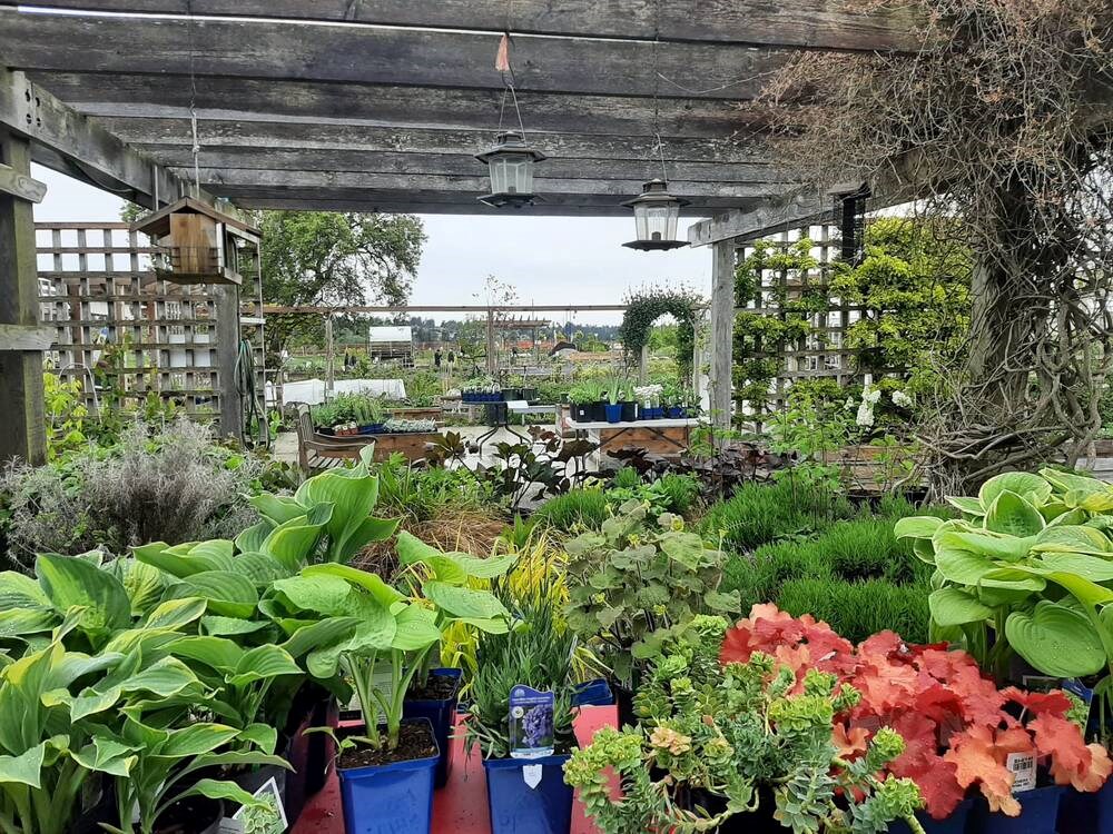 Stock up at Earthwise Society’s earth-friendly plant sale