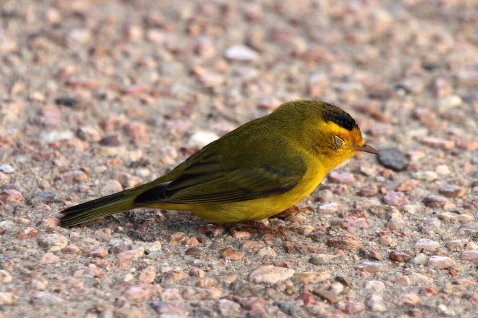 web1_wilson-s-warbler-window-strike-nature-notes