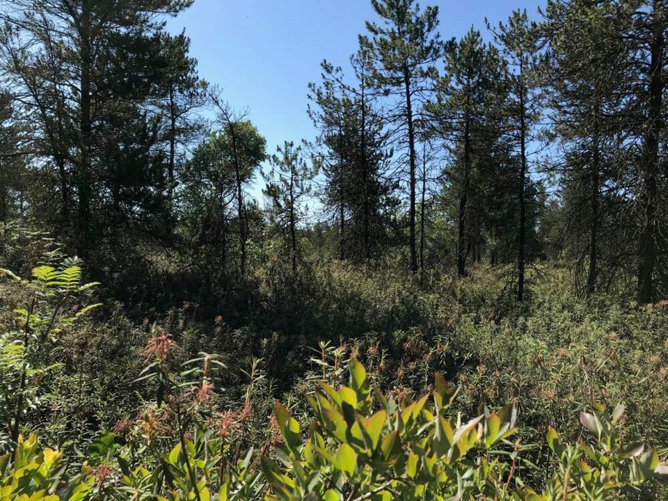 Efforts keeping Burns Bog a carbon sink in Delta, BC - Delta Optimist