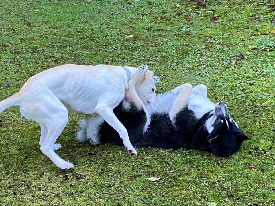 web1_delta-bc-dogs-off-leash-park