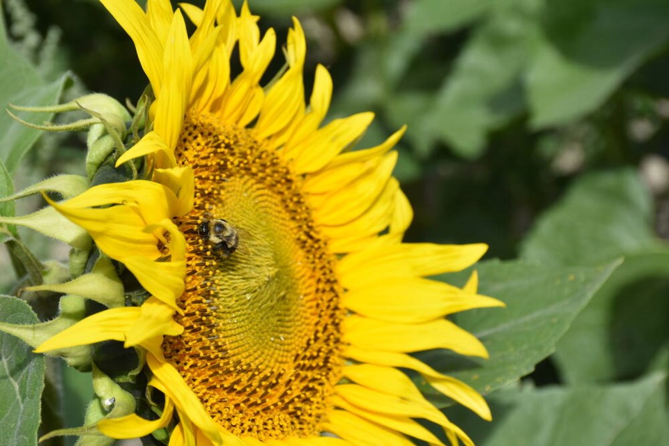web1_sunflower-with-bee