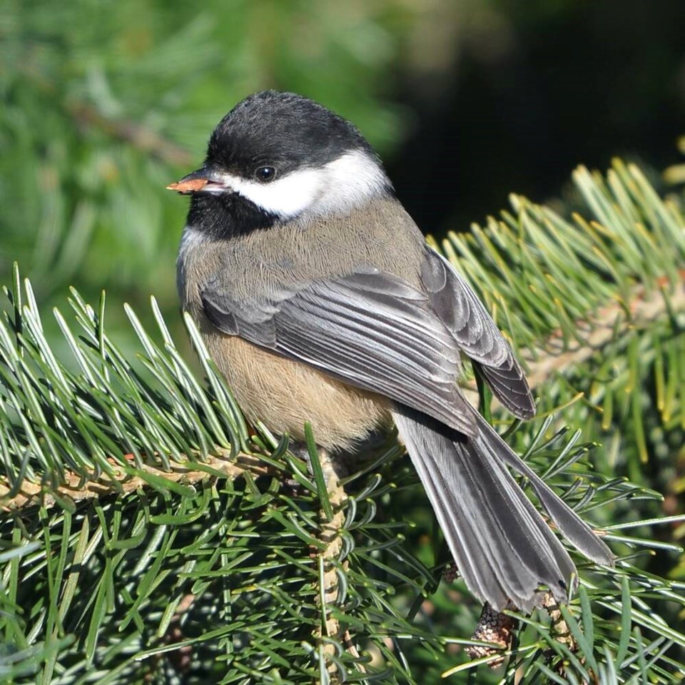 web1_chickadee---for-nature-notes