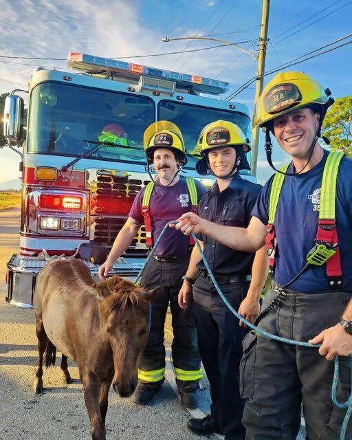 web1_delta-firefighters-and-horse