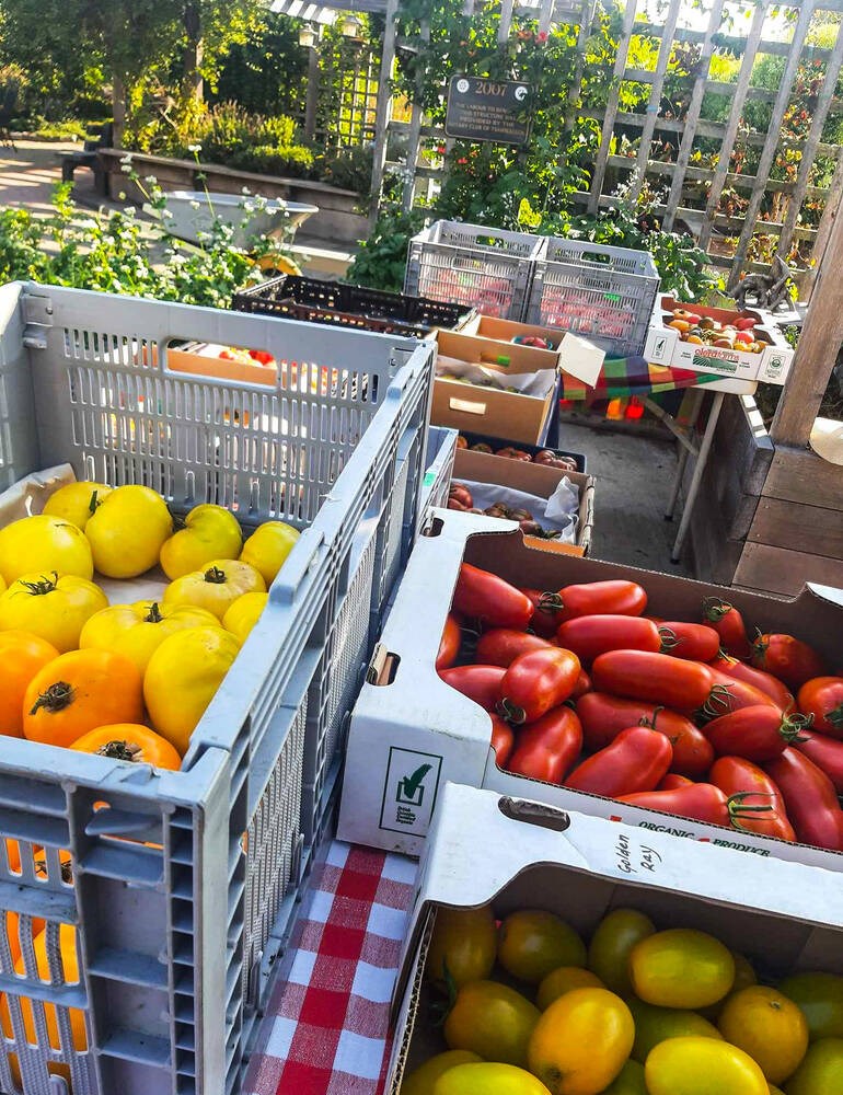 web1_ew-tomato-fest-2023-tomato-boxes-in-garden