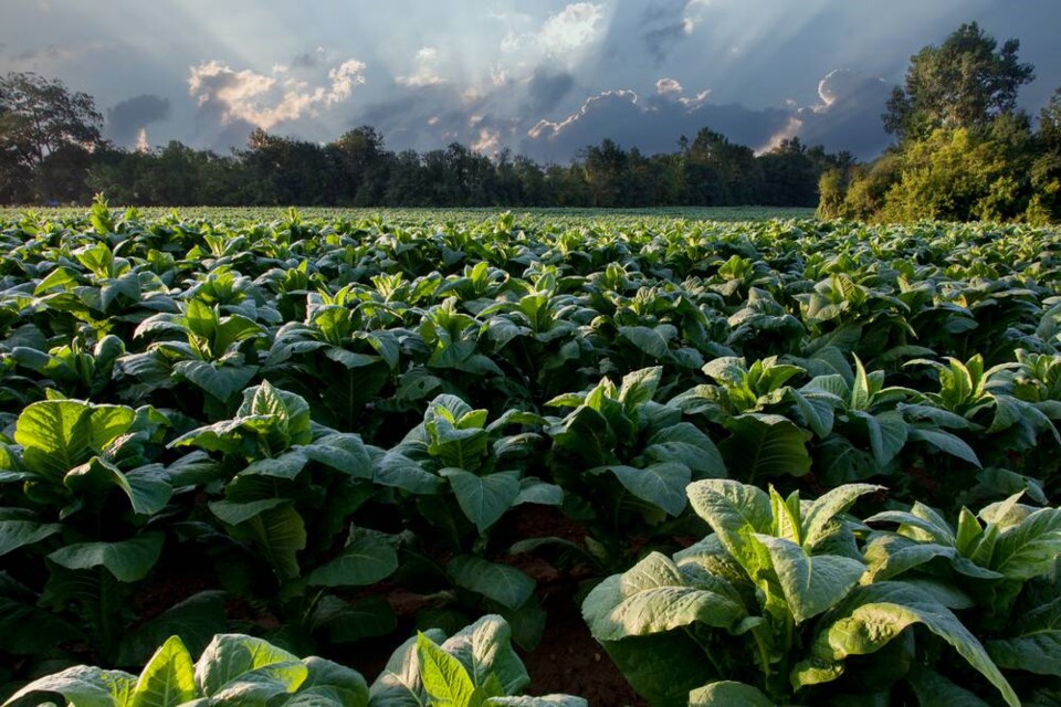 web1_farm-vegetables-field-pexels-mark-stebnicki-2257526