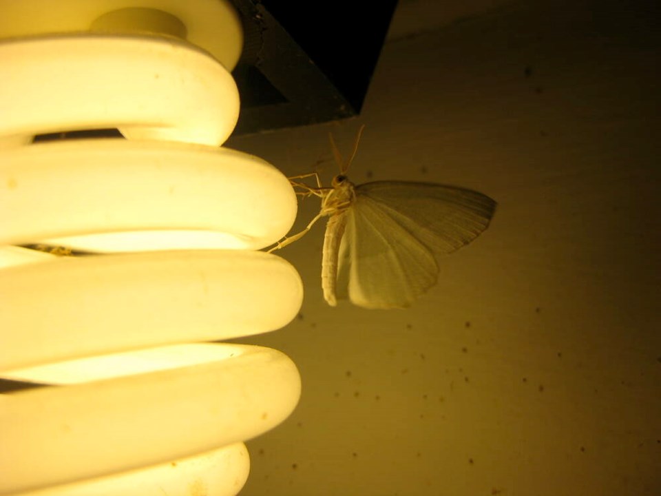 web1_moth-attracted-to-llight