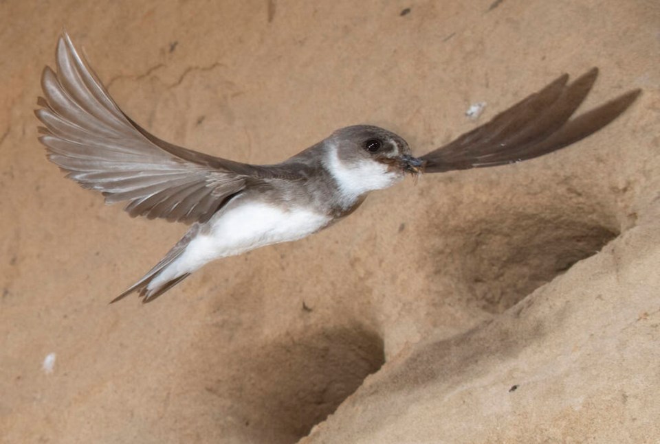 web1_bank-swallow--heading-home-with-its-beak-full-of-insects