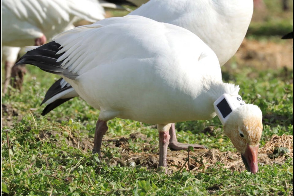 Collared Snow Goose. Sean Boyd Photo 