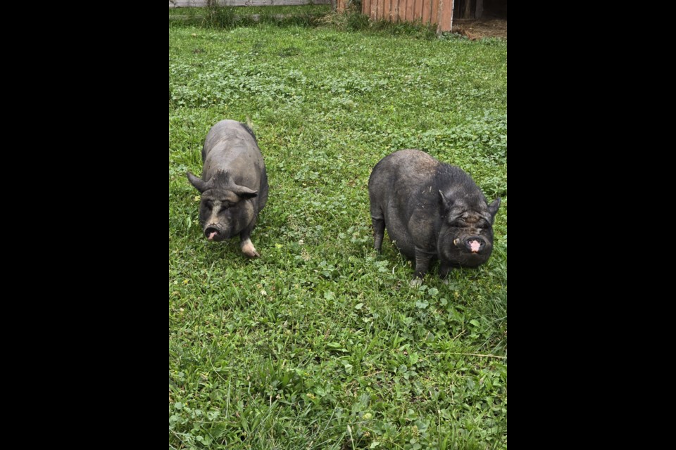 Potbellied pigs, Pepper and Priscilla 