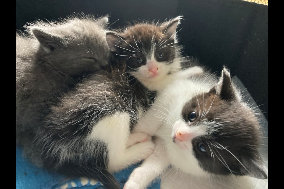 Dedicated to rescuing cats throughout Wellington County, Arthur Animal Rescue has closed its intake due to a massive influx of both cats and kittens. 