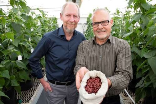 Peter Pauls, left, and research technician Tom Smith with their award-winning Dynasty kidney beans.