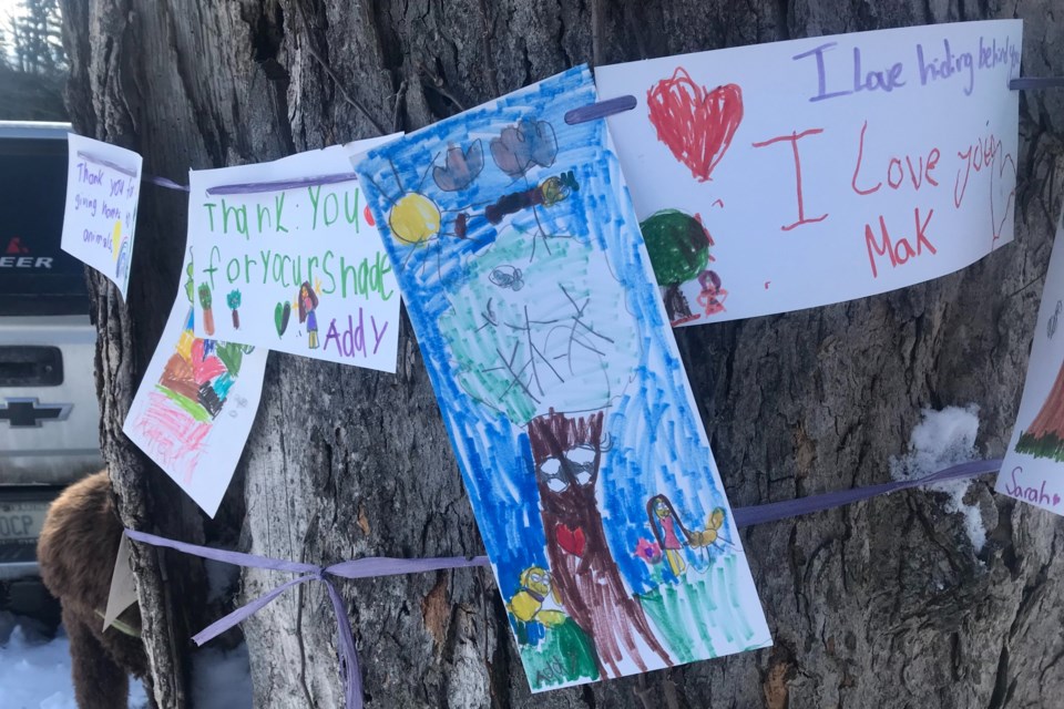 Students artwork from the Montessori School of Elora are already adorning the sugar maple  tree.
Photo supplied