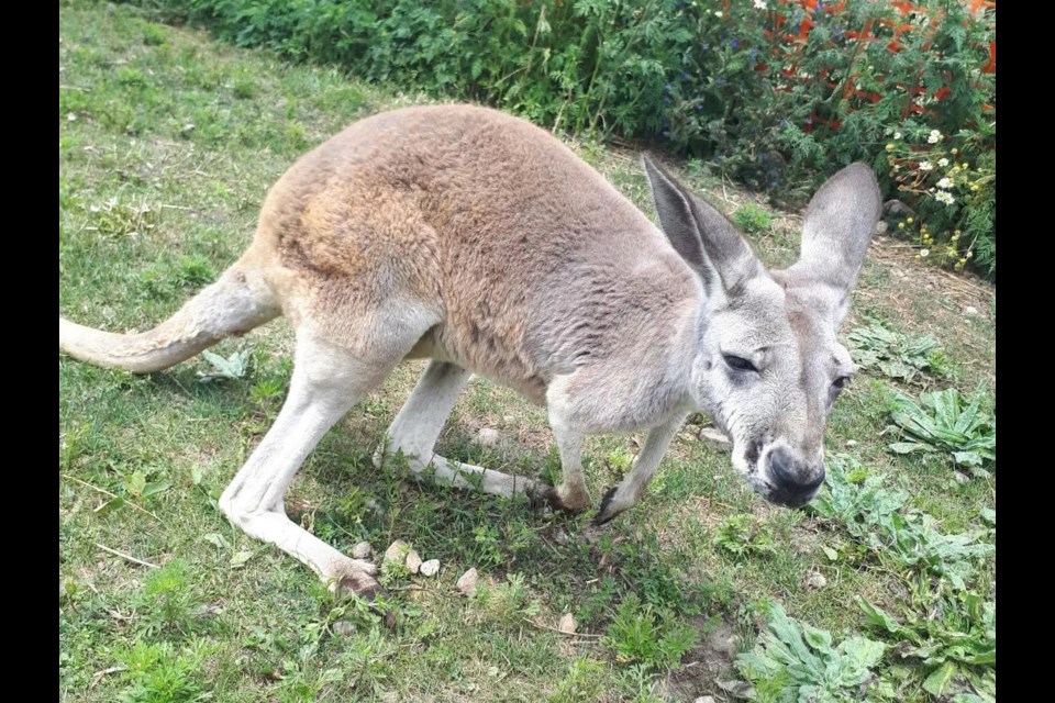 Crikey Kangaroos in Belwood EloraFergusToday