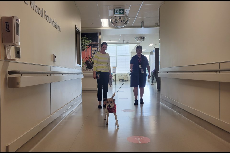 Digger with handler Jennifer Garner and elder life specialist Laura Burns were walking the halls to bring Digger to see staff and patients who could use a little love from the pooch.