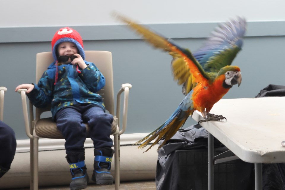 Five-year-old William Smeltzer was delighted to see blue and gold macaw Halo show off his "eagle wings" during the Wings the Rainforest show at the Elora branch of the Wellington County Library on Monday. Those who missed it can catch the Wings Over the Rainforest birds at the Wellington County Museum and Archives on Friday.