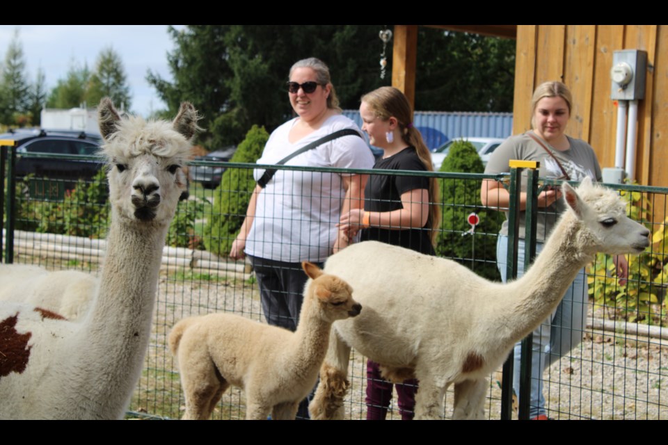 A few of the alpacas on the rural romp, these ones at Harmony Meadows. Farms across southern Wellington County opened their doors to the public to give them a taste of agriculture.