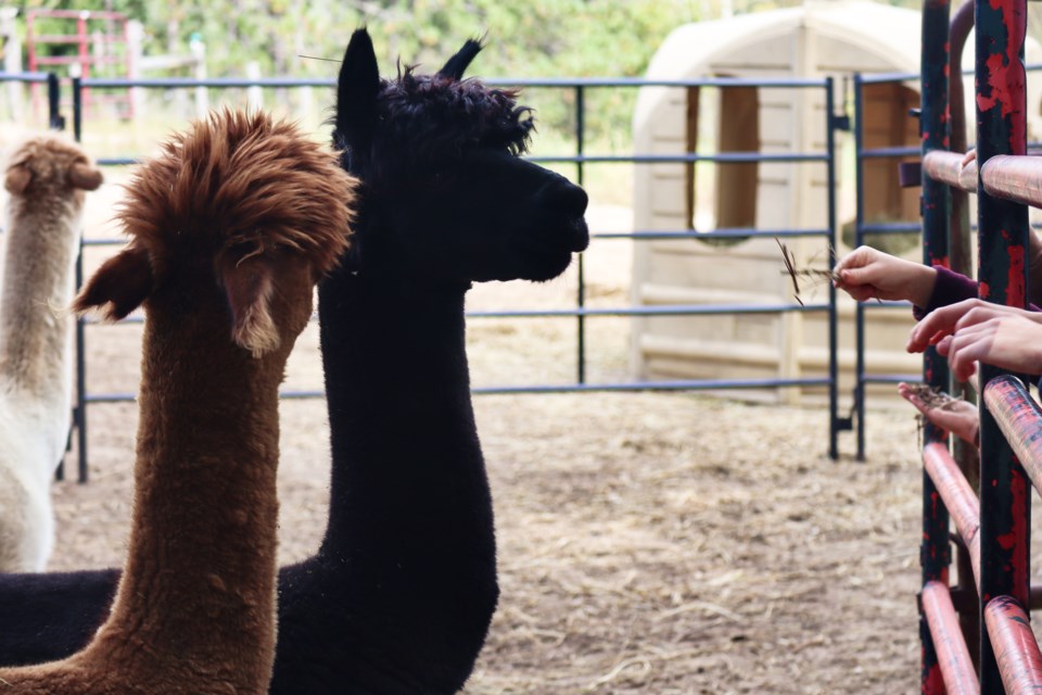 Harmony Meadows Alpaca