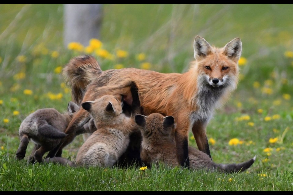 BJ Blanchard said she originally thought there was just a few babies until she eventually counted seven. Supplied photo