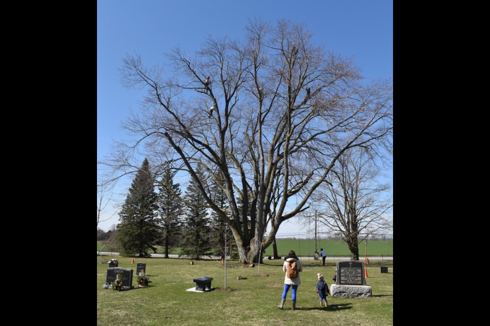 A silver maple at St. Mary Immaculate and St. Joseph Catholic Cemetery was given professional arboriculture care as Tree Trust marked Earth Day on Friday in Centre Wellington. 