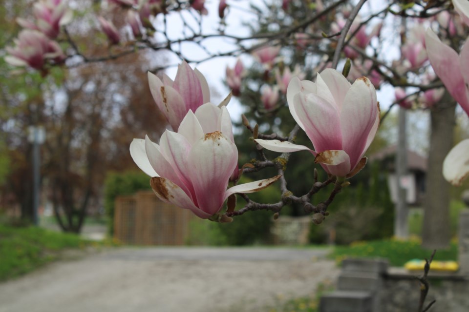 Signs of spring are starting to show around town. This backyard tree in Fergus was really starting to bloom. 