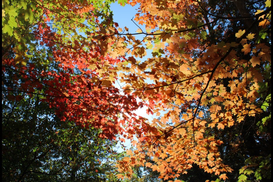 The sun gives the canopy a unique colour and feel on a trail near the Elora Gorge.