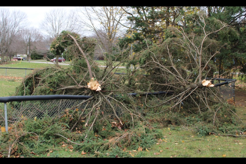 Two trees were snapped in half at Highland Park, falling onto the fence at the baseball diamond.