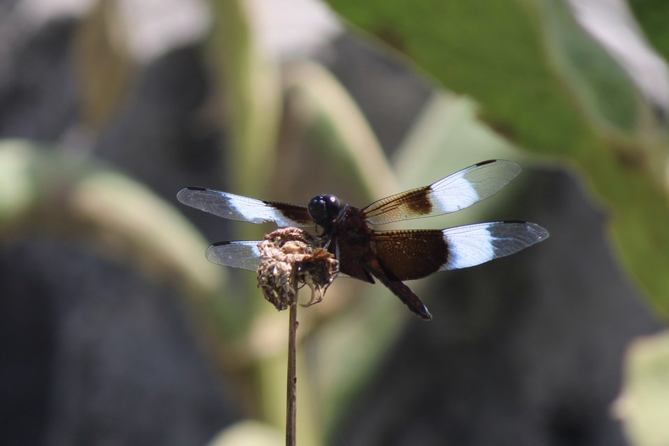 A dark dragonfly pauses on a plant for a moment near the Shand Dam.