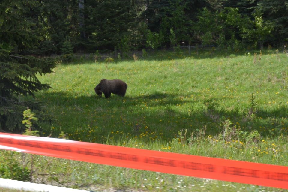 This grizzly was foraging close to the highway recently, causing Parks Canada to deploy pylons to keep motorists from stopping.