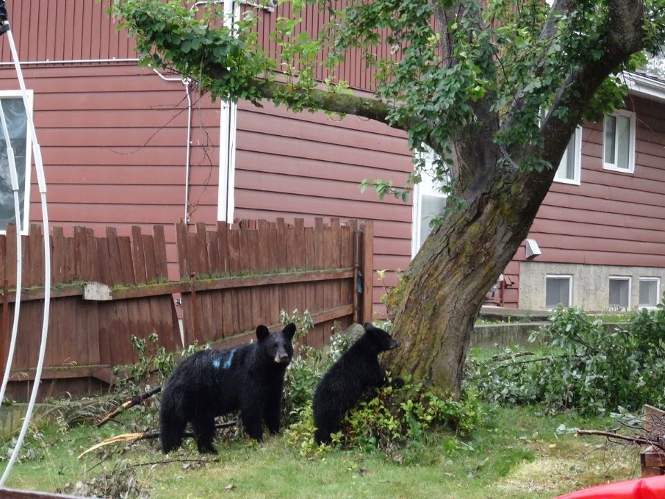 bears-in-jasper-parks-canada