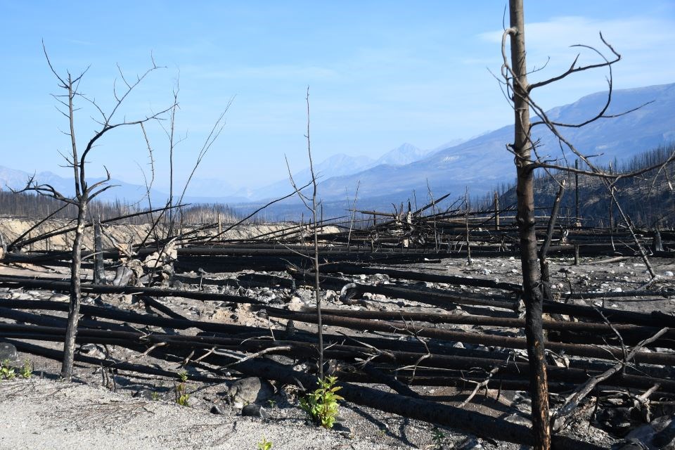 The remains of a forest along Highway 93A south of Jasper on Saturday, Sept. 7, 2024.